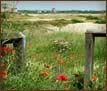 Romney Marsh